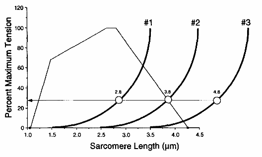 Resting length